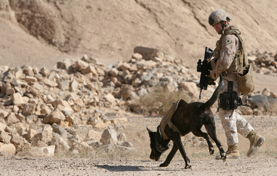 MIL_USMC_IED_Detector_Dog_lg.jpg